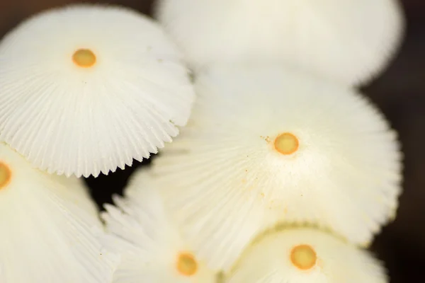 Wild White Mushrooms — Stock Photo, Image