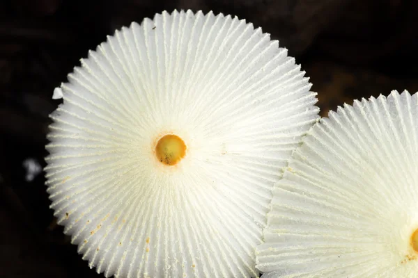 Wild White Mushrooms — Stock Photo, Image