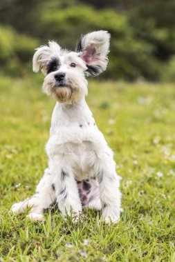Siyah ve beyaz Schnauzer / Dalmaçya köpeği