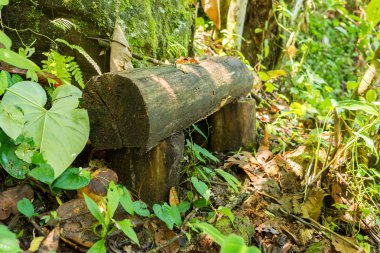 Ormanda ahşap bir bank.