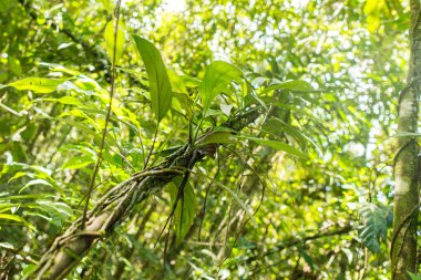 yeşil bitkiler büyüyor