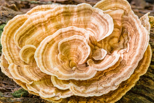 Z żyłką brązowy i biały grzyb — Zdjęcie stockowe