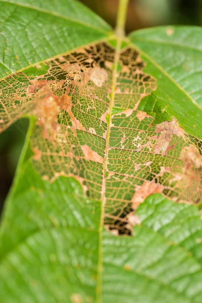 Plant leaf skin