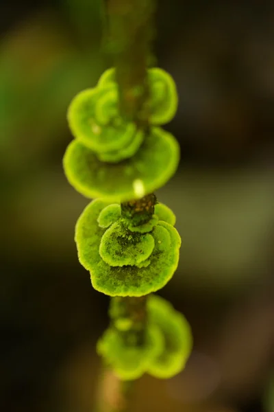 Green mushrooms growing — Stock Photo, Image
