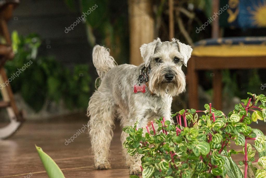Grauer Schnauzerhund Stockfotografie lizenzfreie Fotos © JaribFoto