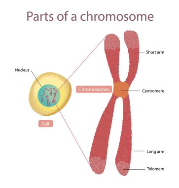 Bir Kromozom Diyagramının Etiketli Yapısı - vektör
