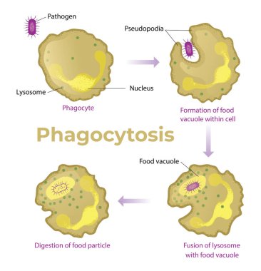 Fagositoz İşlem Diyagramının Çizimi