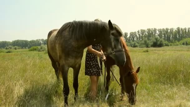 Uma menina entra em um campo com um cavalo — Vídeo de Stock