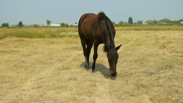 Hästar betar i en betesmark — Stockvideo