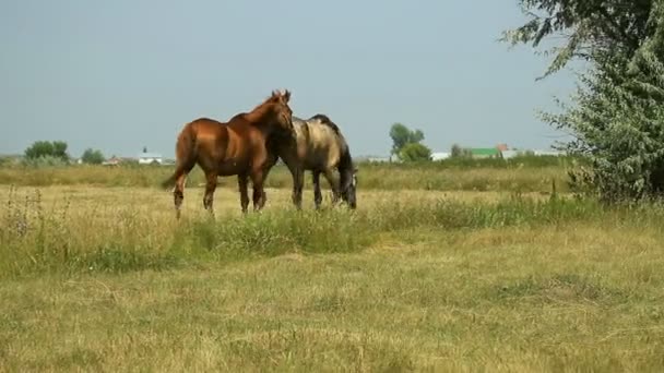 Chevaux broutant dans un pâturage — Video