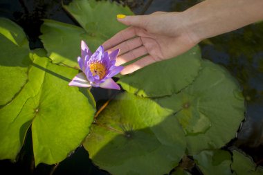 bir havuzda yalnız lily