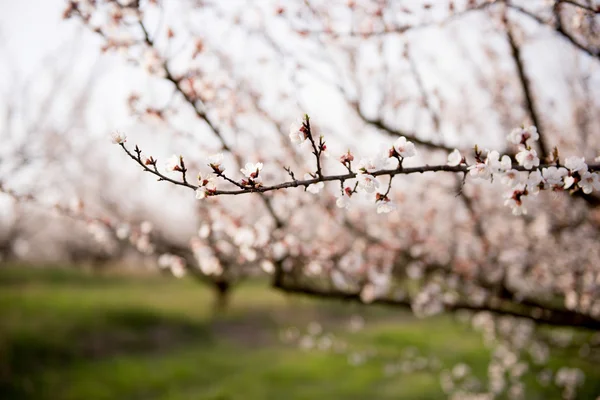 Kayısı çiçek şube