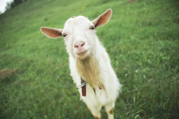 Белый козел в поле — стоковое фото
