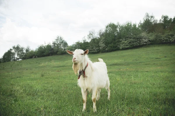 Una cabra blanca en el campo en una cadena — Foto de Stock