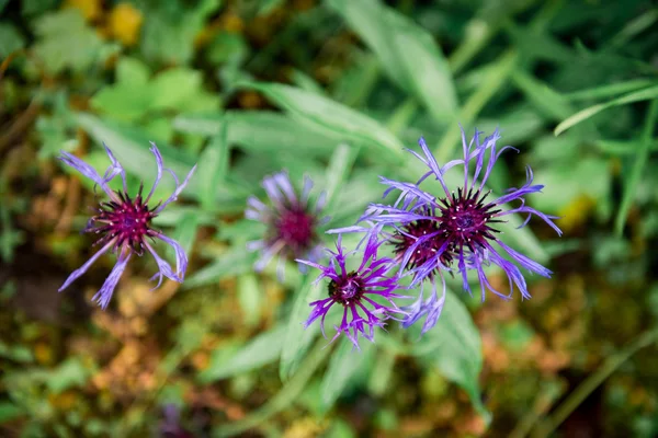 Violet autumn flowers — Stock Photo, Image