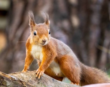 Ormandaki İskoç kırmızı sincabına yaklaş.