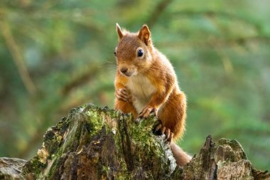Ormandaki İskoç kırmızı sincabına yaklaş.