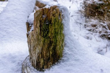 Dee 'nin Linn' indeki eski çam ağacında kar birikiyor.
