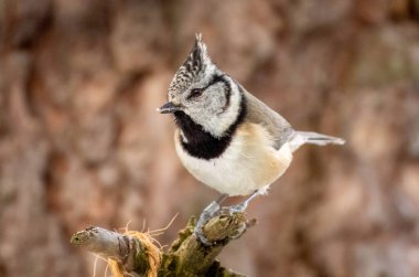 Close up of a crested tit perched on the branch of a tree