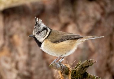 Ormandaki bir ağacın dalındaki kırmızı sincaba yaklaş.