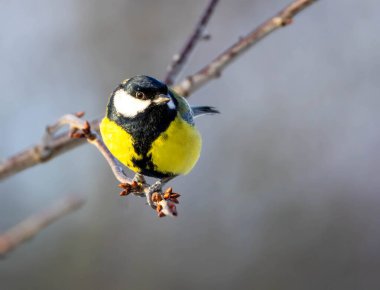 bir dal üzerinde tünemiş bir büyük baştankara, yakın çekim