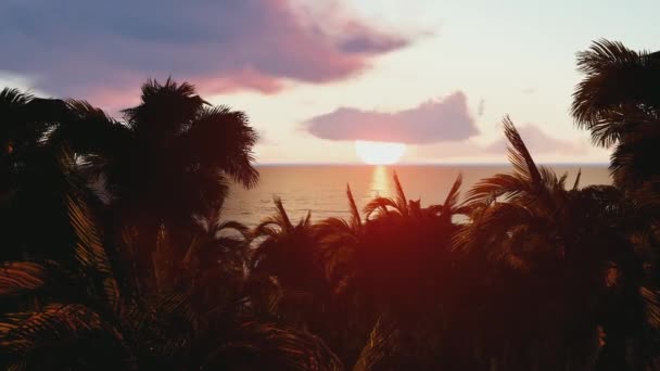 Palme e tramonto. Bel tramonto sulla spiaggia. Bellissimo tramonto sulla spiaggia, colori incredibili, fascio di luce che brilla attraverso il paesaggio nuvoloso. Il tempo gira al tramonto. Silhouette di palme al tramonto — Video Stock