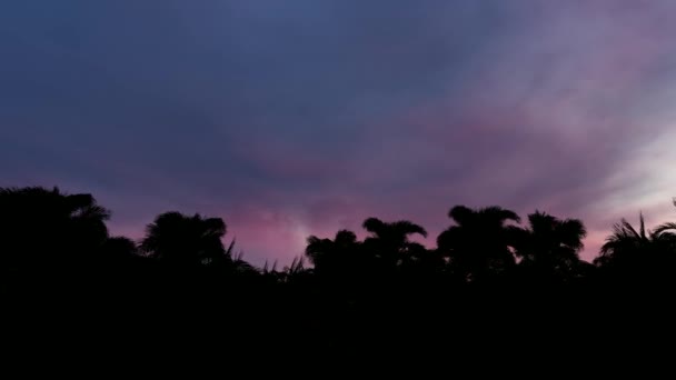 Φοινικόδεντρα σιλουέτα στο ηλιοβασίλεμα — Αρχείο Βίντεο