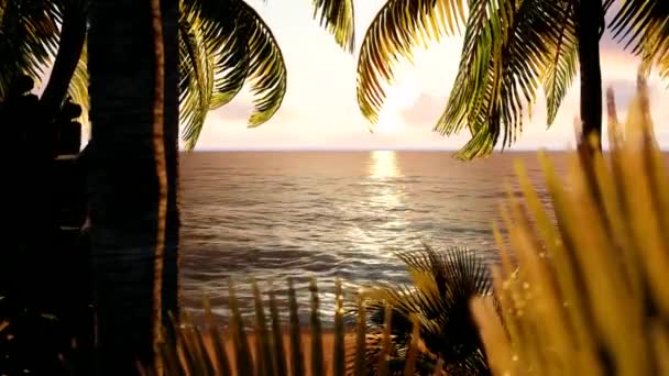 Bonito atardecer en la isla tropical.Atardecer en el océano. Hermosa vista sobre el fondo del océano a través de las ramas de la palma. Una especie de árboles. Vista a través de las hojas de palmeras. Tiempo vueltas puesta del sol . — Vídeo de stock