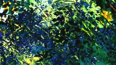 Gölgede ağaçlarının yaprakları