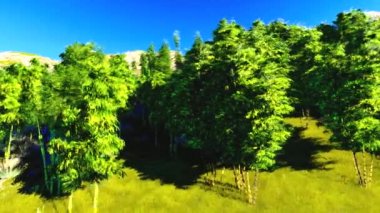 Yeşil Bambu Bahçe. Bambu ormanı.
