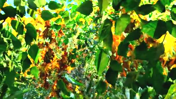 Green leaves. Bright lights under large tree with the wind blowing closeup — Stock Video