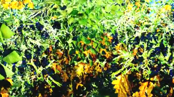 Des arbres dessinés. Forêt dessinée .