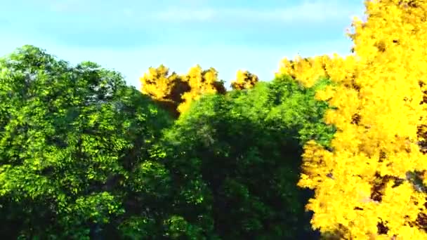 Colorful trees watercolor — Stock Video