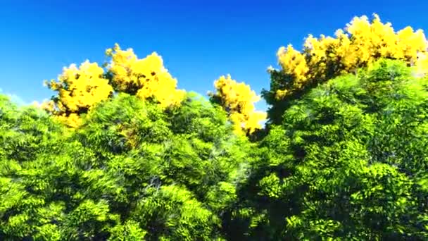 五颜六色的树叶。秋天的树林 — 图库视频影像