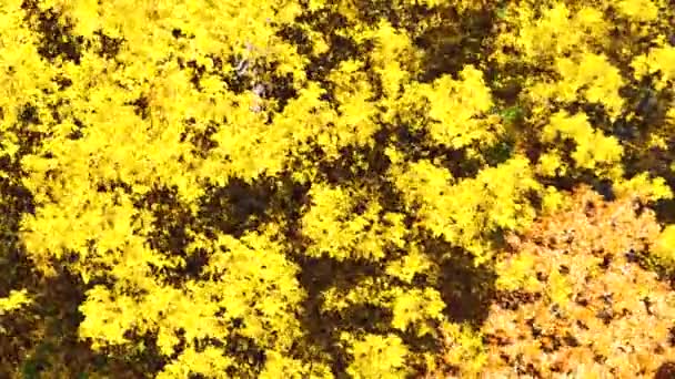 Aquarelle d'arbres colorés 