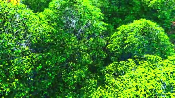 Πράσινο φύλλωμα. φύλλα δέντρων. — Αρχείο Βίντεο