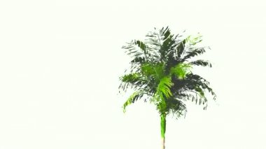 Hurma Alfa kanal 60 fps ile boyalı