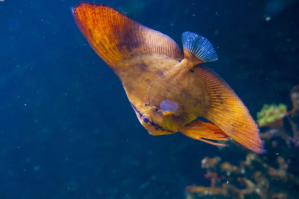 Egzotikus hal - pillangó — Stock Fotó