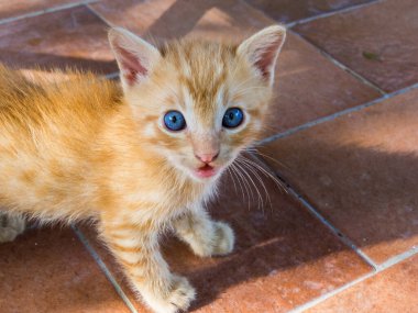 Sevimli kedi portresi. Yakından.