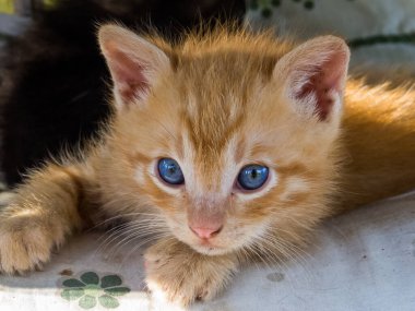 Sevimli kedi portresi. Yakından.