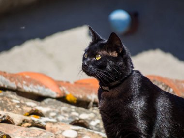 İtalya 'nın orta kesimindeki Viterbo ili, Capranica' da çatıda bir kedi.
