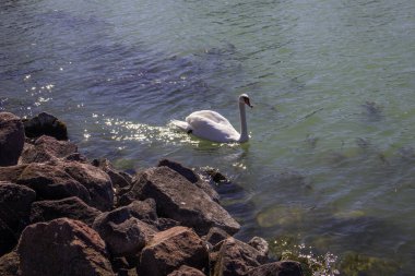 Macaristan, Balaton Gölü 'nde beyaz kuğu