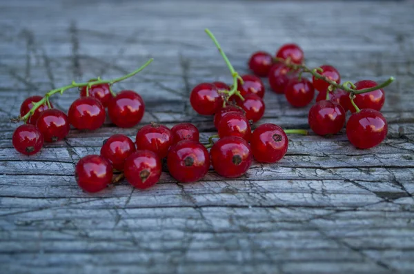 Kırmızı kuş üzümü fışkın
