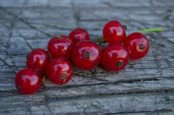Sprig of red currants — Stock Photo, Image