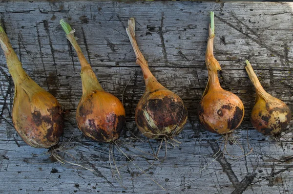 kirli soyulmamış soğan