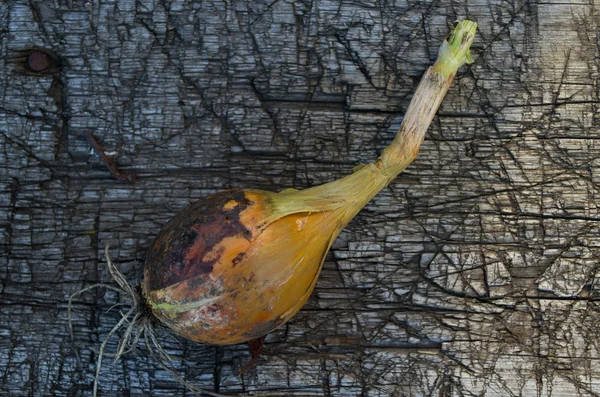 kirli soyulmamış soğan