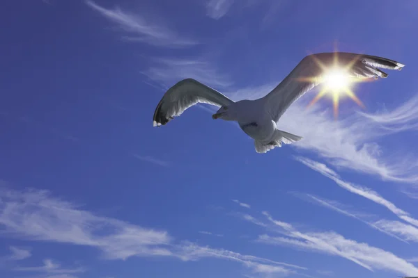 Seagull in the sky. Stock Picture