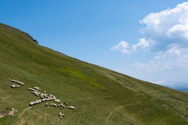 Laarrau 'nun tepesindeki koyunlar Orhi Dağı' nın yanında, Navarra, İspanya