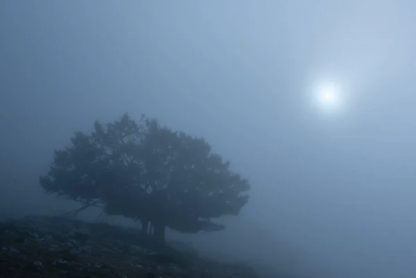 アラル山脈の霧の中の木と太陽 ナバラ — ストック写真