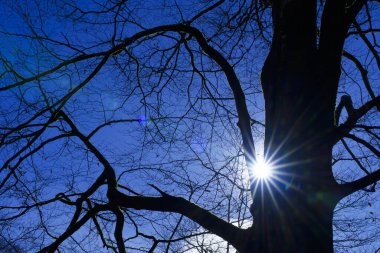 Işık Dansı: Güneş ve Dallar Parlak Mavi Gökyüzünde Buluştu.